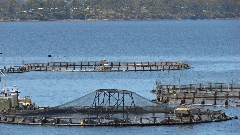 Huon Aquaculture salmon farm in southern Tasmania