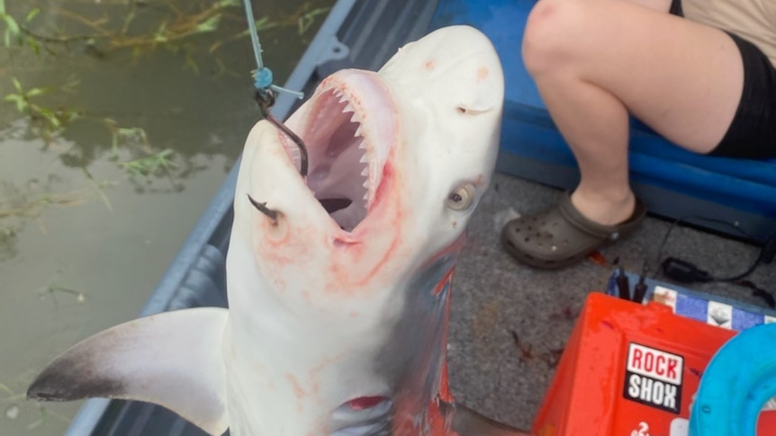 shark caught on line in river