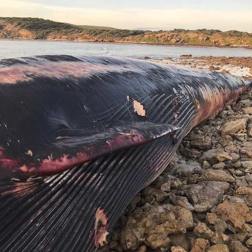 A whale carcass laying on rocks