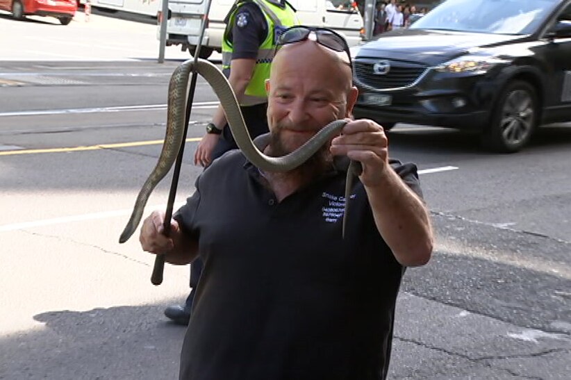 Reptile catcher Barry Goldsmith holding up the tiger snake in central Melbourne.