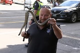 Reptile catcher Barry Goldsmith holding up the tiger snake in central Melbourne.