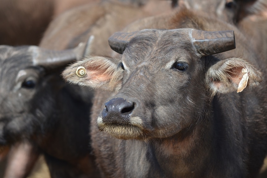 Top End buffalo