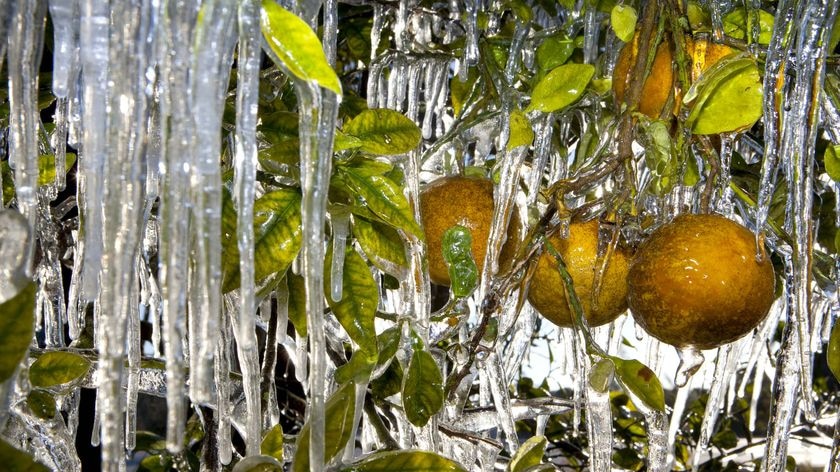 Icicles hang from an orange tree