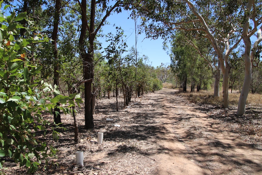 A dirt road surrounded by a rows and rows of eucalyptus trees 