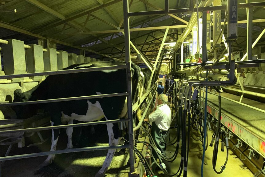 A man milks cows inside a dairy