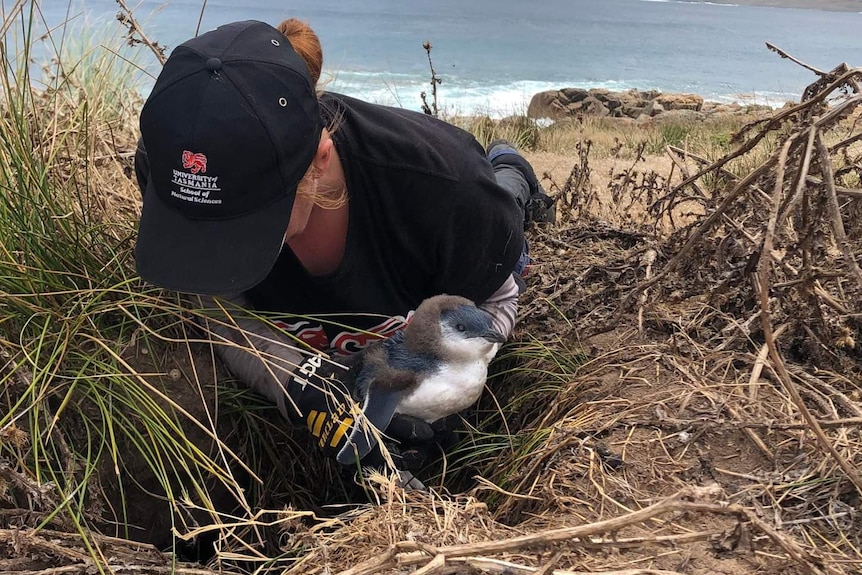 A woman in a black UTAS cap holds a juvenile little penguin in a nest.