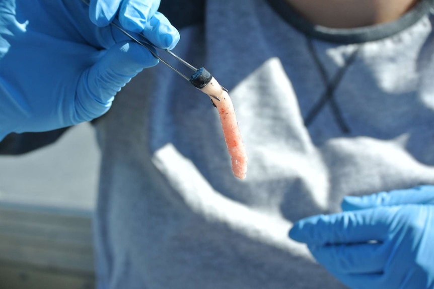 A scientist holds a small pink sample of whale blubber.