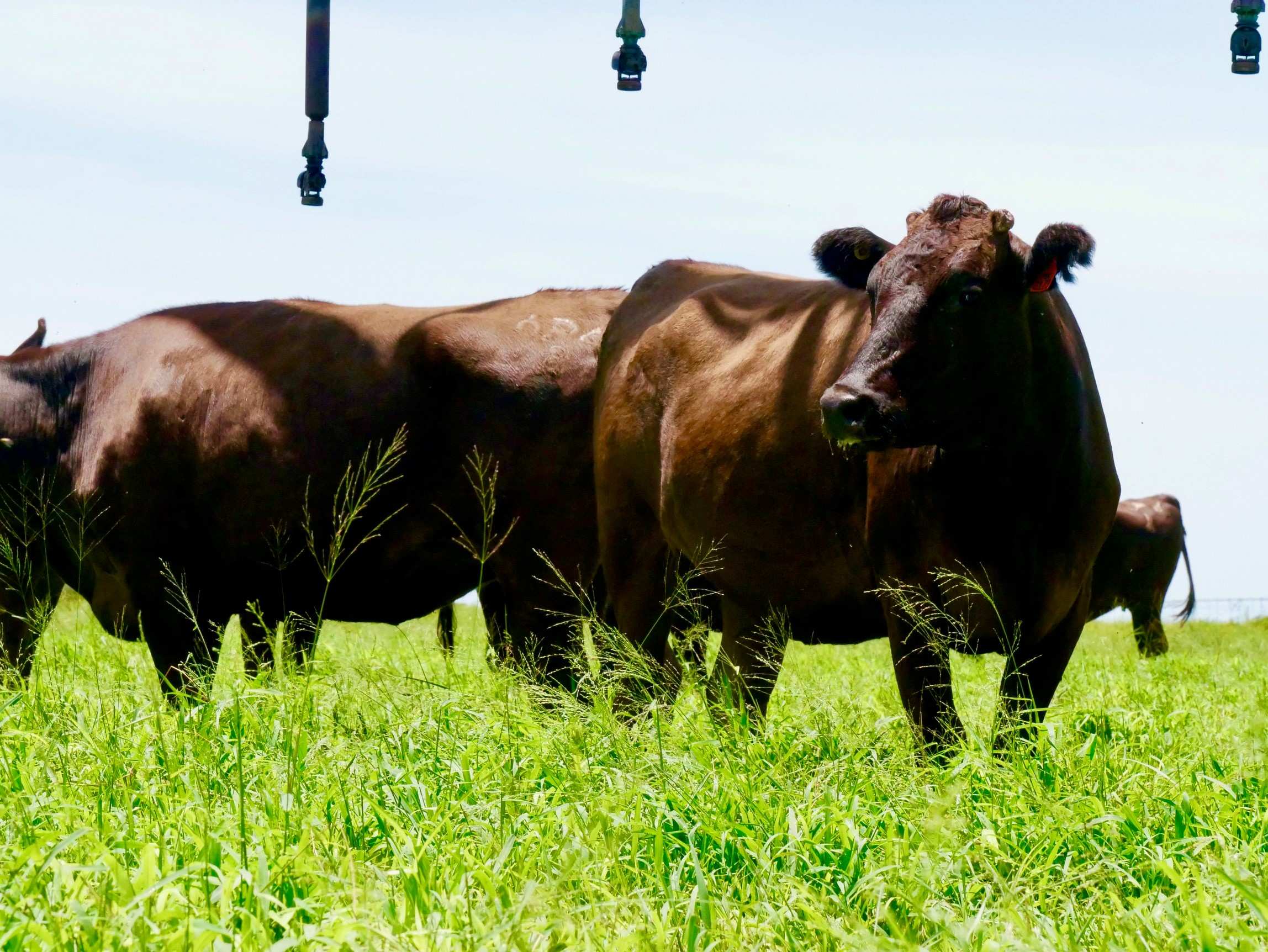 A photo of wagyu cattle eating grass during the day at a farm.