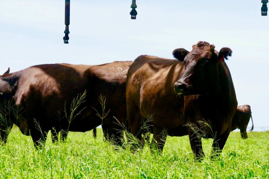 Une photo de bétail wagyu mangeant de l'herbe pendant la journée dans une ferme.