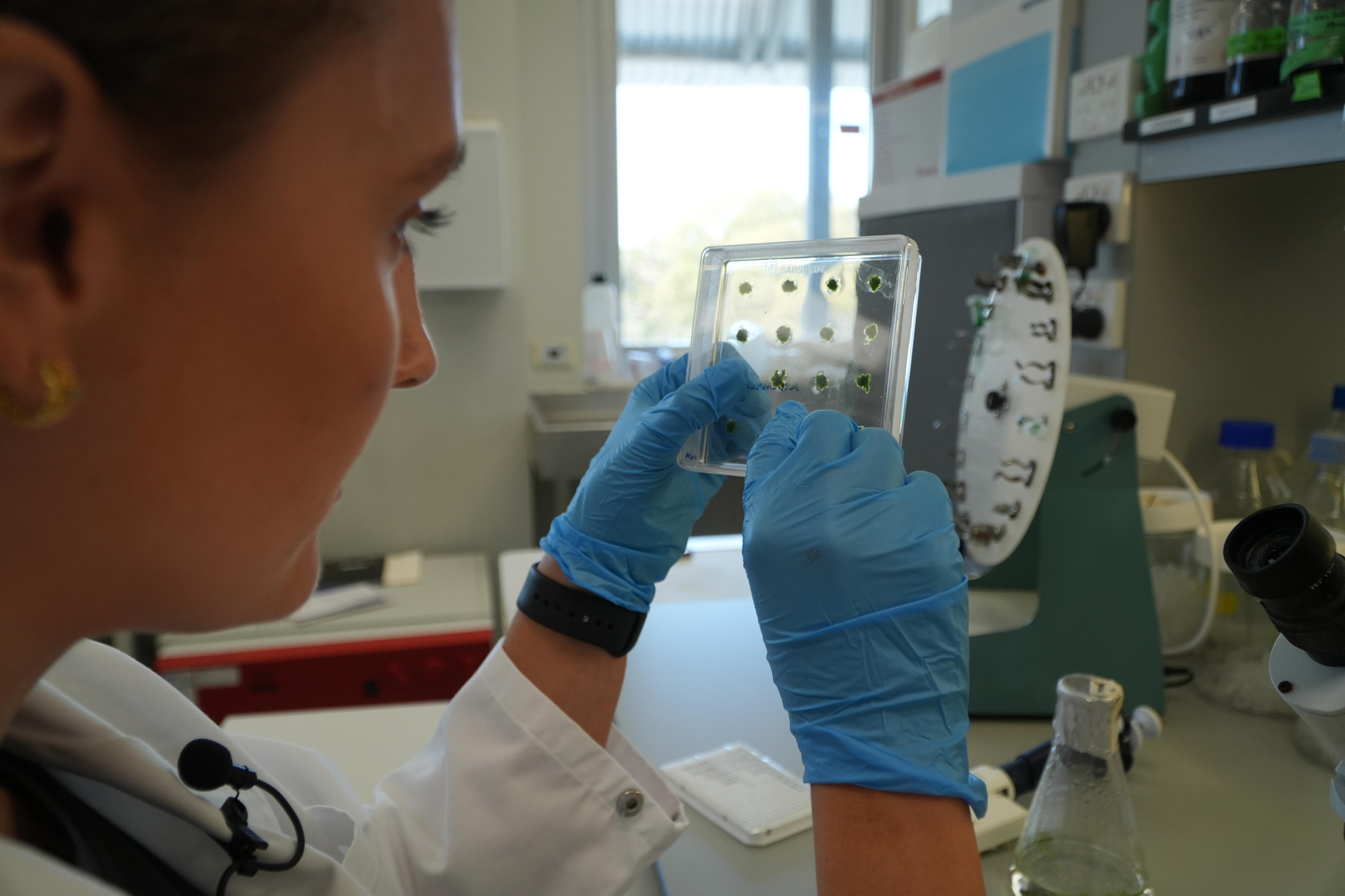 Plants for Space researcher Leni Campbell-Clause analyzing moss in a petri dish