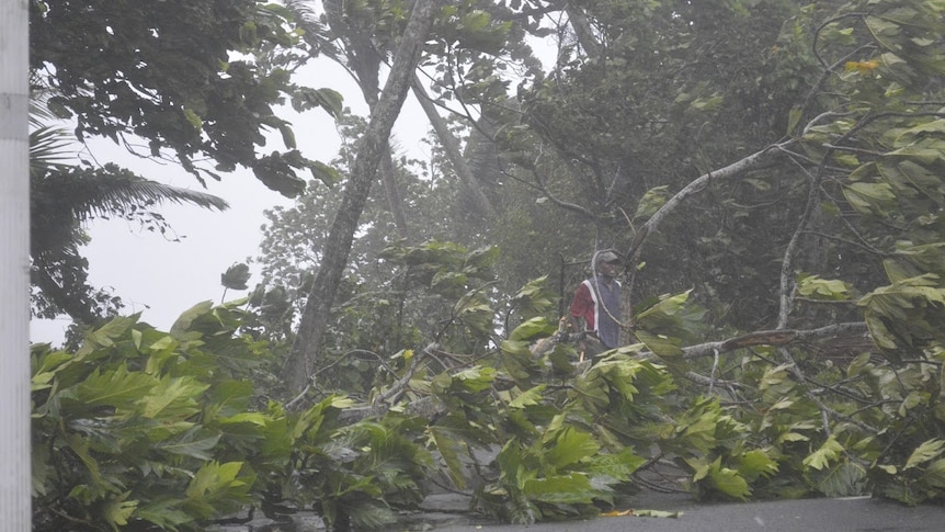 Cyclone Winston trees down