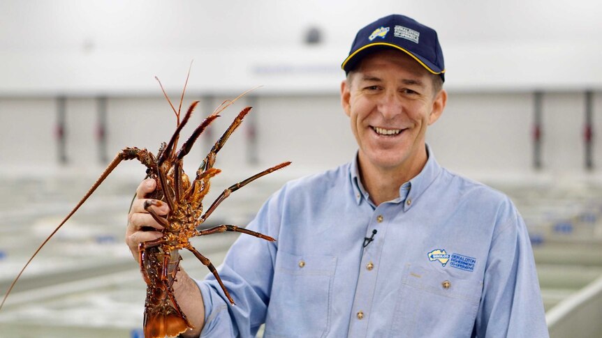 A man holding a rock lobster in Western Australia.