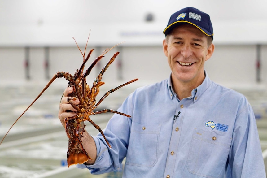 A man holding a rock lobster in Western Australia.