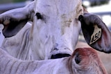 Northern beef industry is dominated by brahman blood