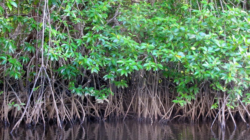 Mangroves