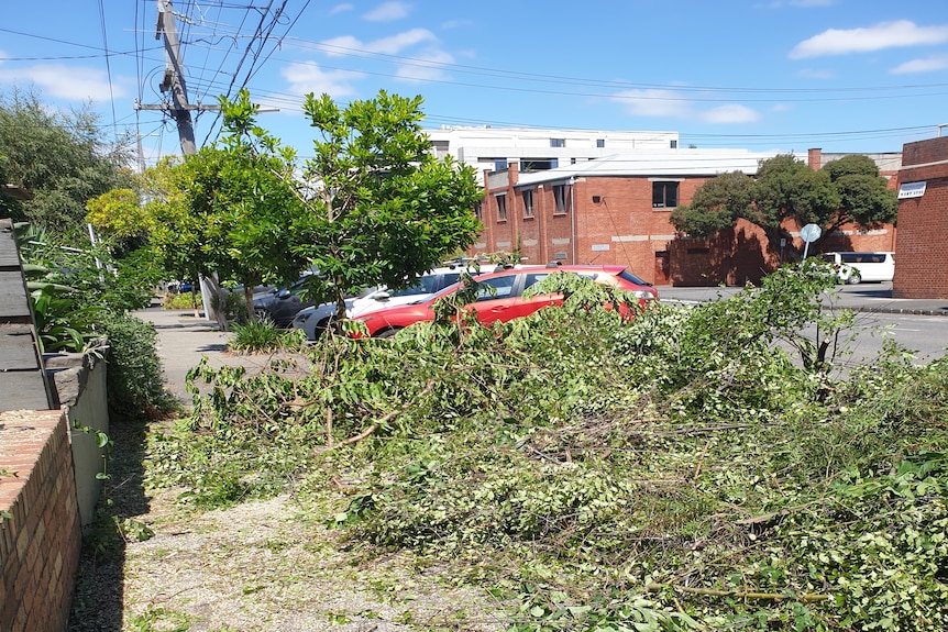 Branches and leaves cover a suburban footpath