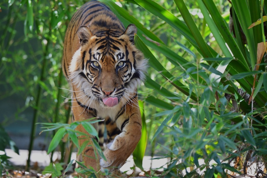 Sumatran tiger close-up view.
