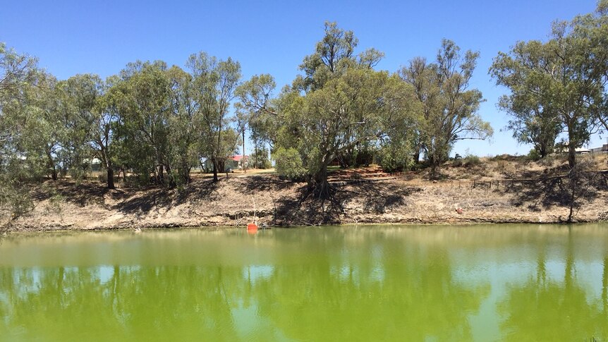 The green-tinged Darling River at Menindee, due to algal growth