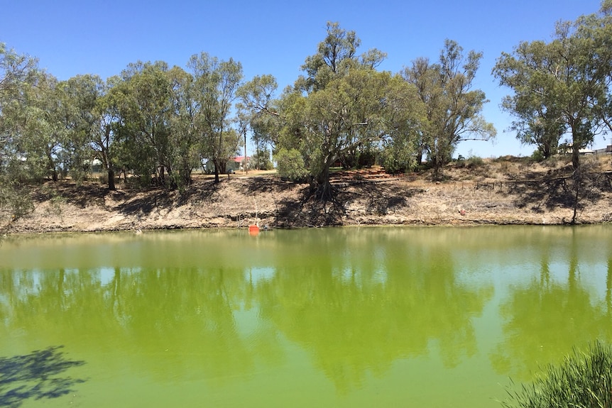 Growers' livelihoods are being jeopardised because of the poor water quality of the Darling River