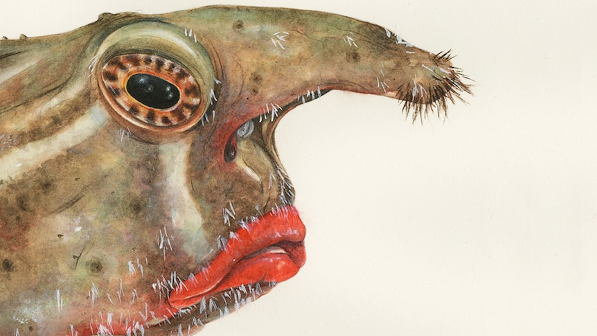 Illustration of a green fish with a long nose, large eyes and very red lips.