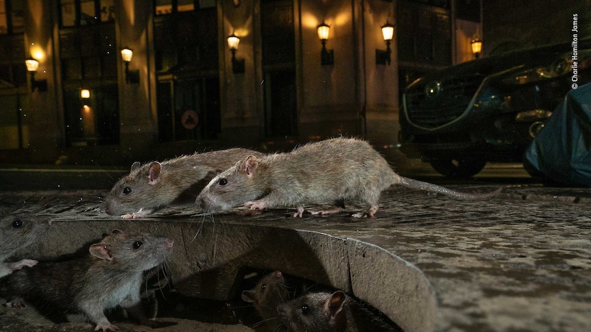 Seven large rats in a gutter at night. There are street lights in the background.