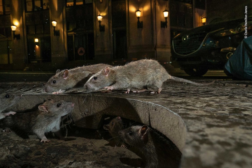 Seven large rats in a gutter at night. There are street lights in the background.