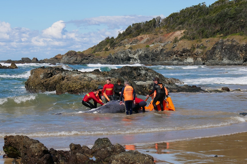 Rescue workers surround whale in ocean shoreline 