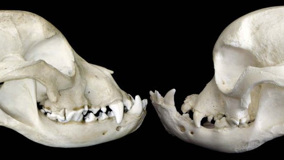 The skulls of a bulldog LtoR from 100 years ago and from present day