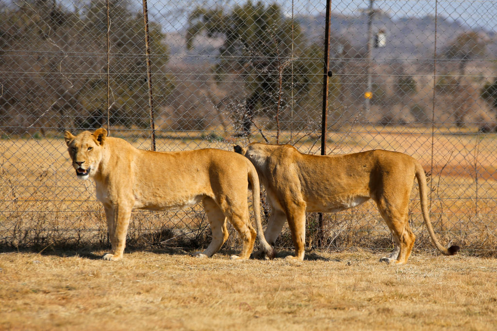 cover of episode Censorship and perspective plus lion