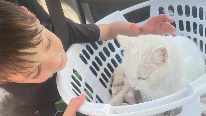 A boy looking at a cat in a washing basket.