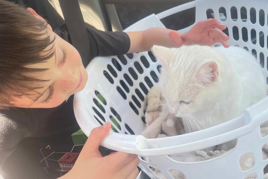 A boy looking at a cat in a washing basket.
