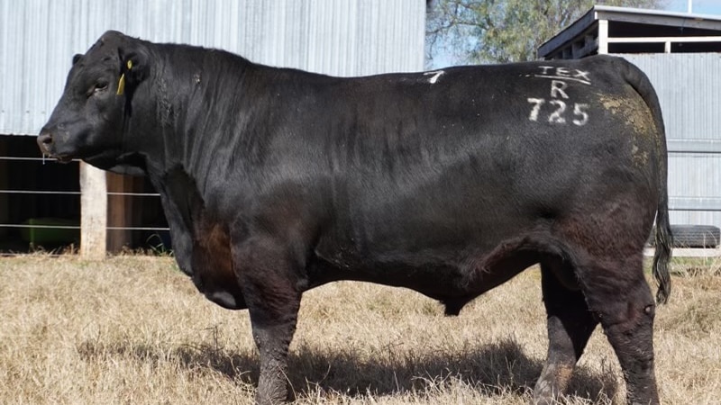 NSW Angus bull sets Australian record, fetching at stud sale
