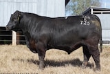 A black Angus bull stands in a paddock.
