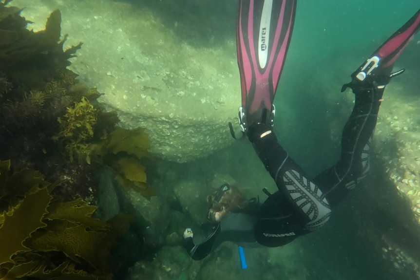 A diver under water