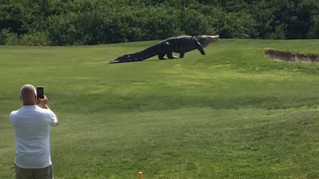 An alligator is seen walking near the third hold on the Buffalo Creek Golf Course in Florida.