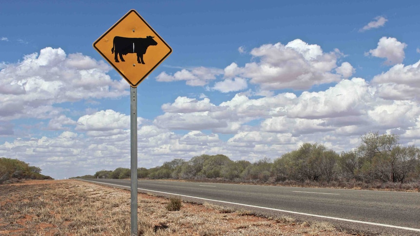 Highway sign warning of wandering cattle.