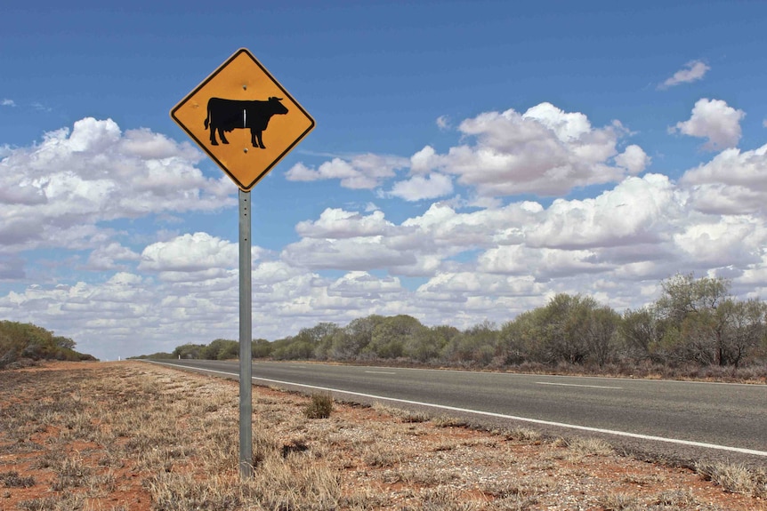 Highway sign warning of wandering cattle.