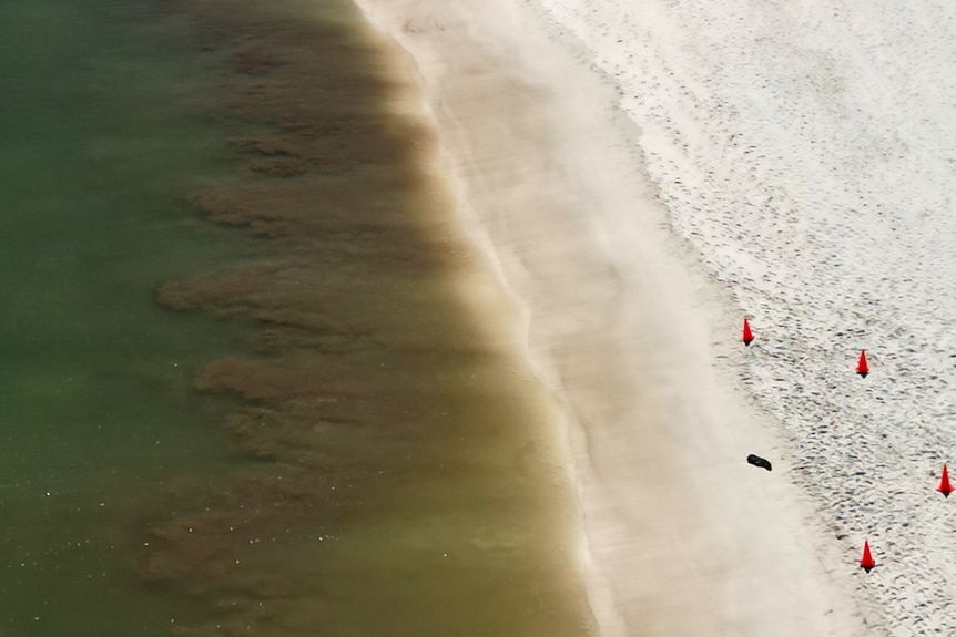 Aerial shot of a sea lion surrounded by orange witches' hats on a sandy beach.
