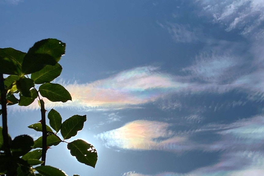 Iridescent cloud formation against a blue sky with a small leafy bush in the foreground.