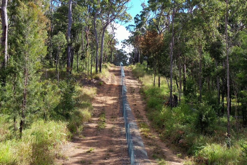 A wire fence runs through bushland