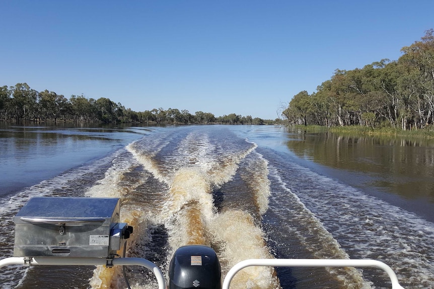 A boat travels down the River Murray near Renmark.