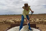 Farmer shovels feed to sheep from the back of a trailer.