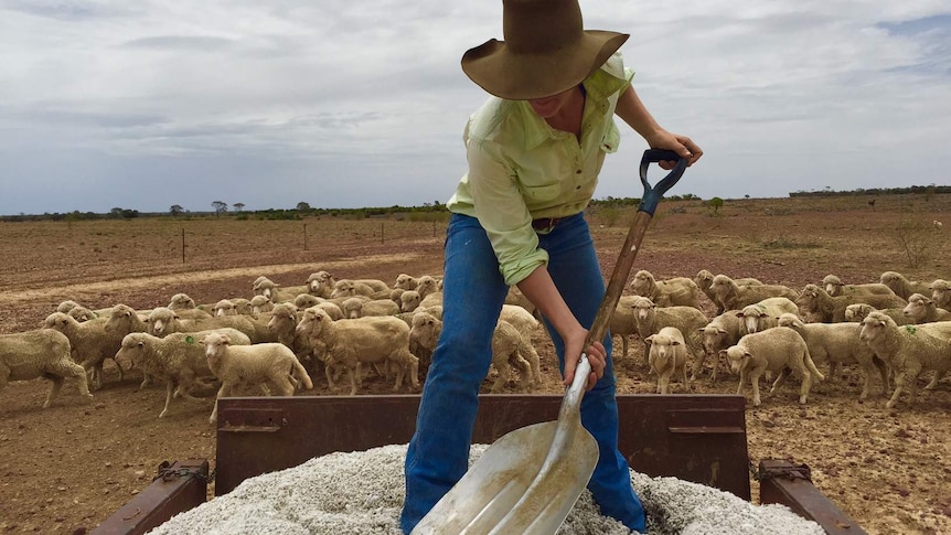 Farmer shovels feed to sheep from the back of a trailer.