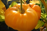 An image of a large orange tomato still hanging on the plant.