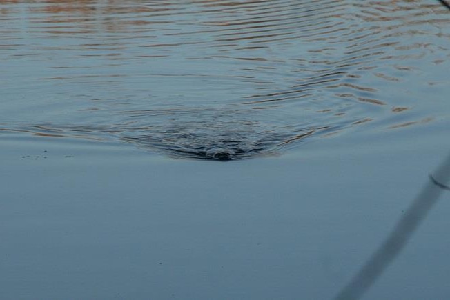 Platypus swimming