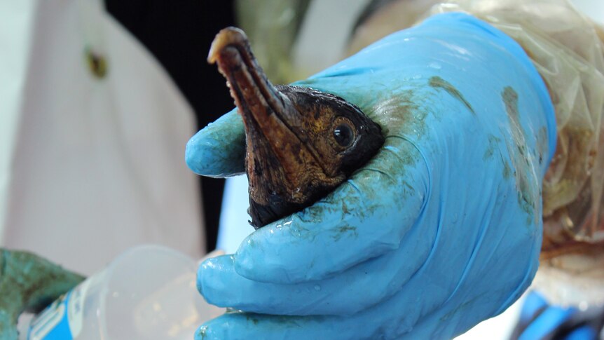 New Zealand sea bird covered in oil