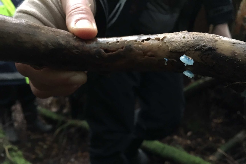 small blue mushrooms on a log