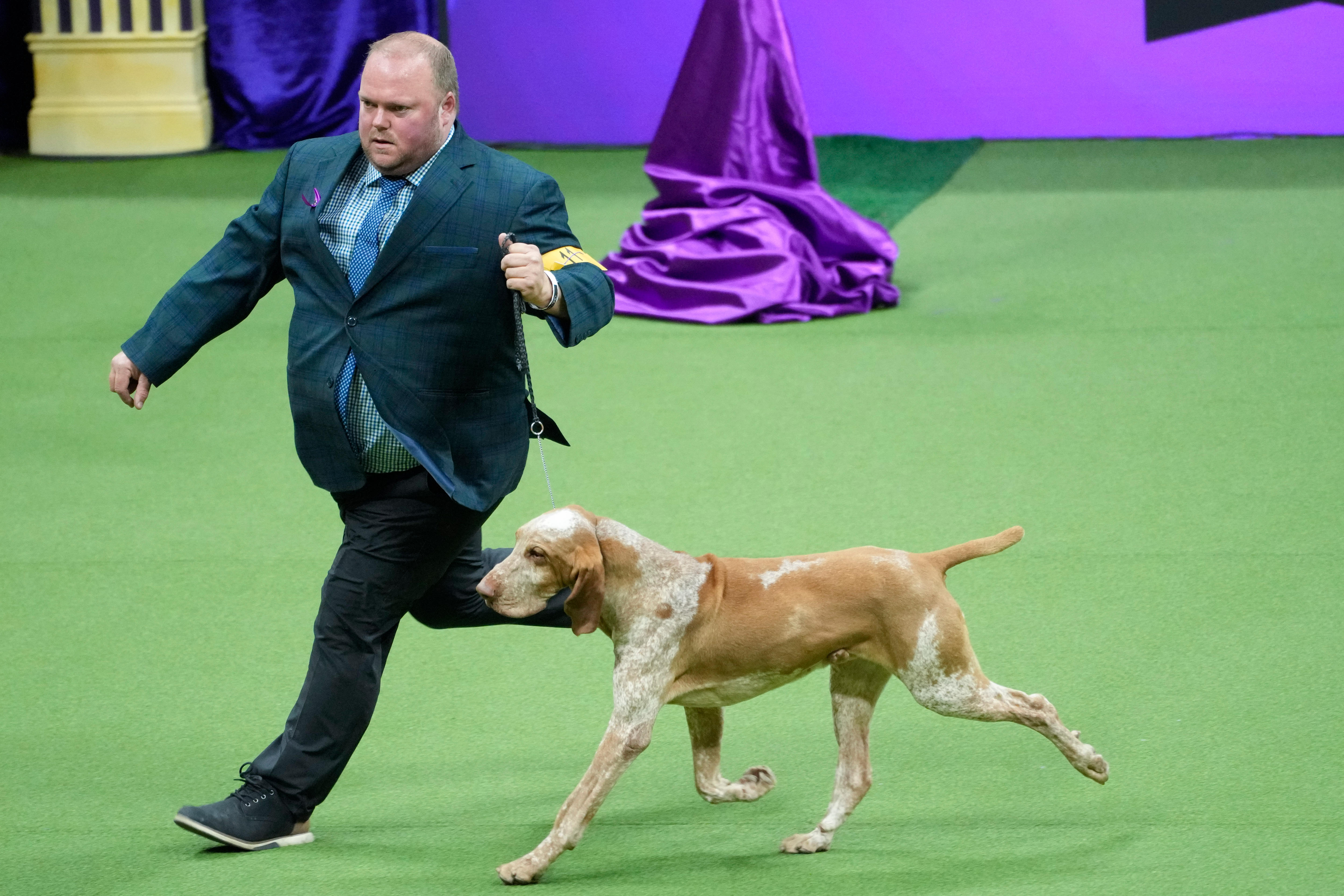 Buddy Holly wows judges to win 'top dog' at…