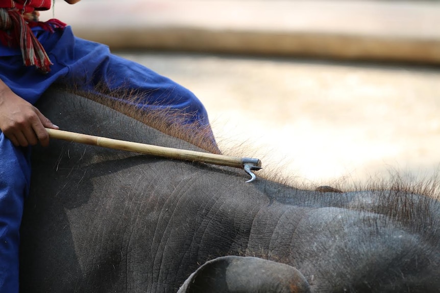 A hand of a man holding a bullhook on the back of an elephant as he rides.