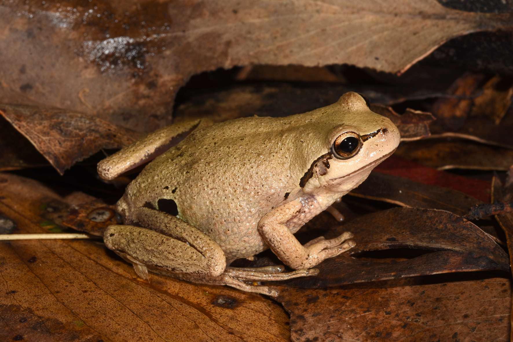 The strange case of the peppered tree frog - ABC listen